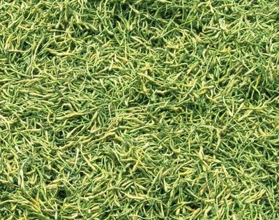 謹防誤導 高致病性禽流感防控無“特效藥”，理性選擇合法獸藥