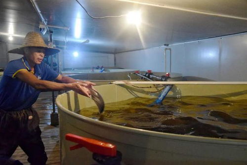 汽車裝飾品轉型水產養殖 一條魚的飼料新機遇與市場潛力